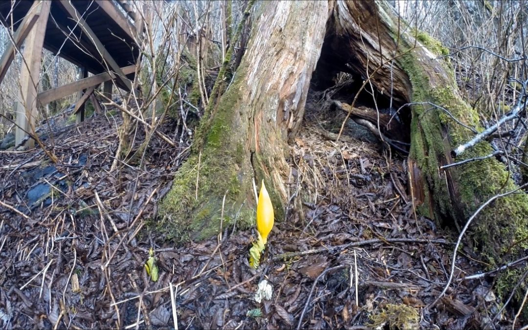 Skunk Cabbage Growth