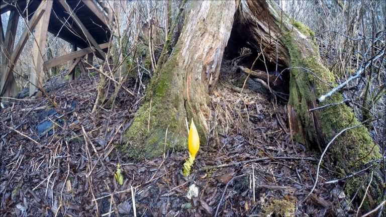 Skunk Cabbage Growth