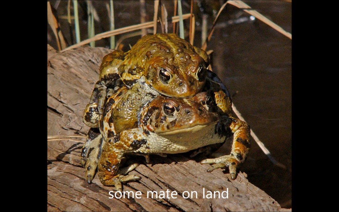 Western Toads in Southeast Alaska