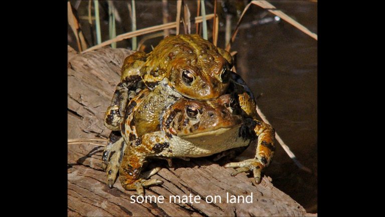 Western Toads in Southeast Alaska