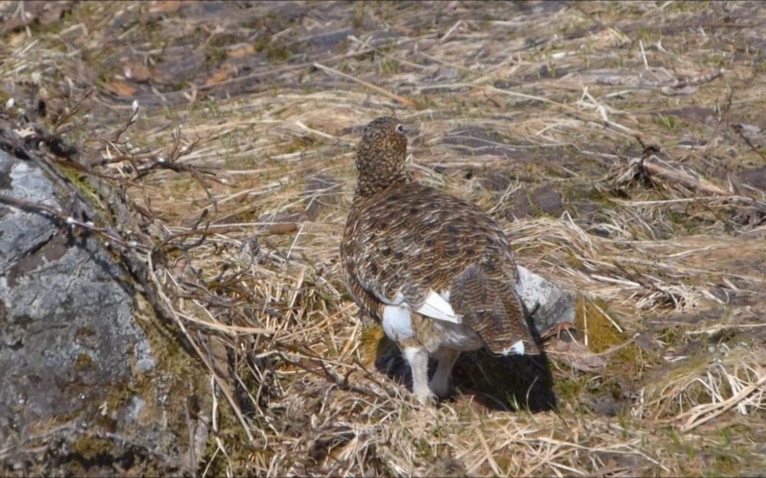 Ptarmigan in Alaska
