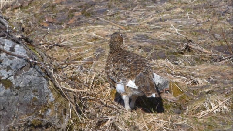Ptarmigan in Alaska