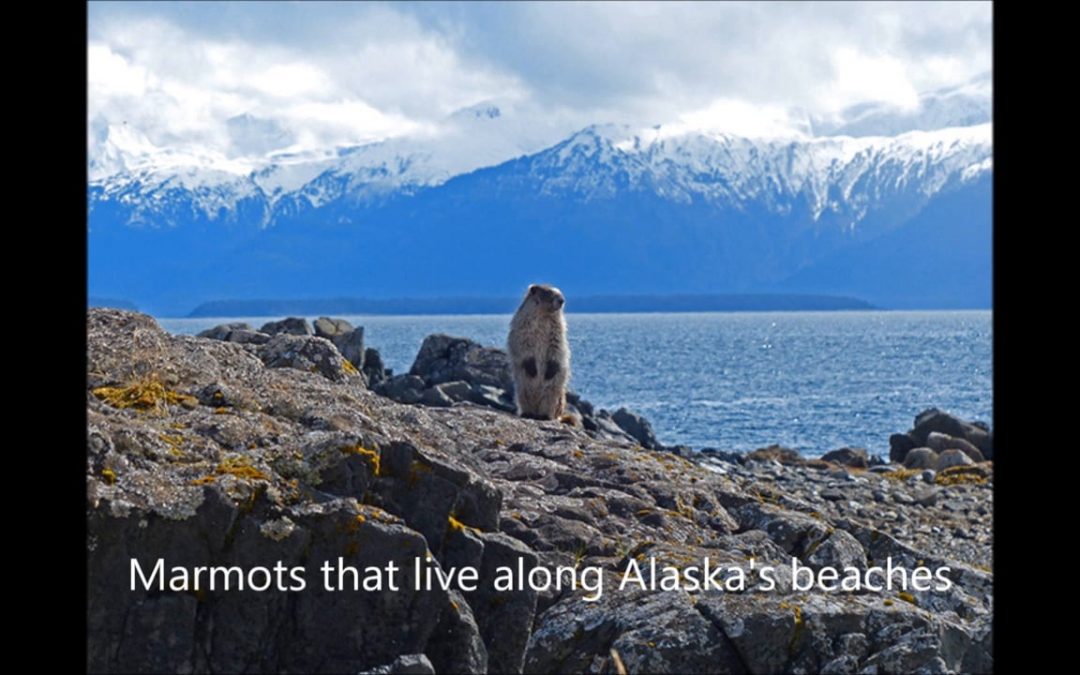 Marmots that live along Alaska’s beaches