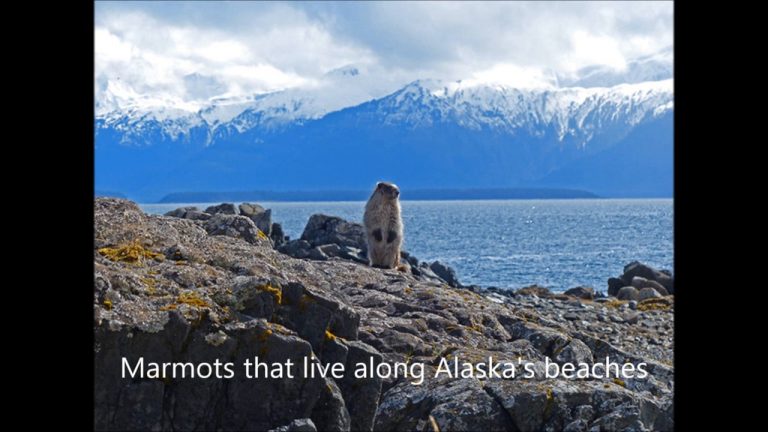 Marmots that live along Alaska’s beaches