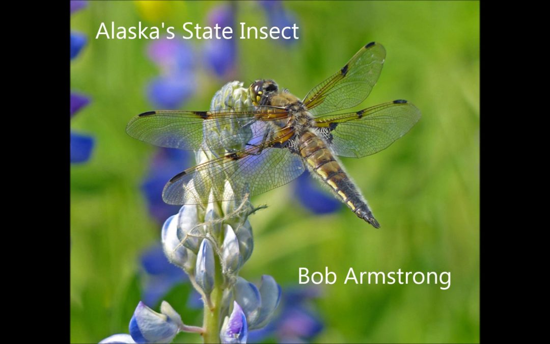 How the Four-spotted Skimmer gets food