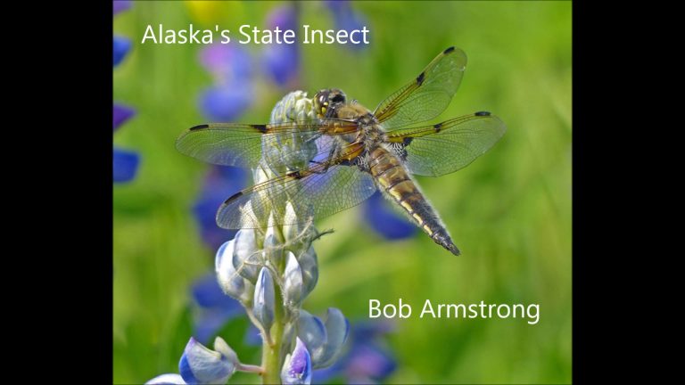 How the Four-spotted Skimmer gets food