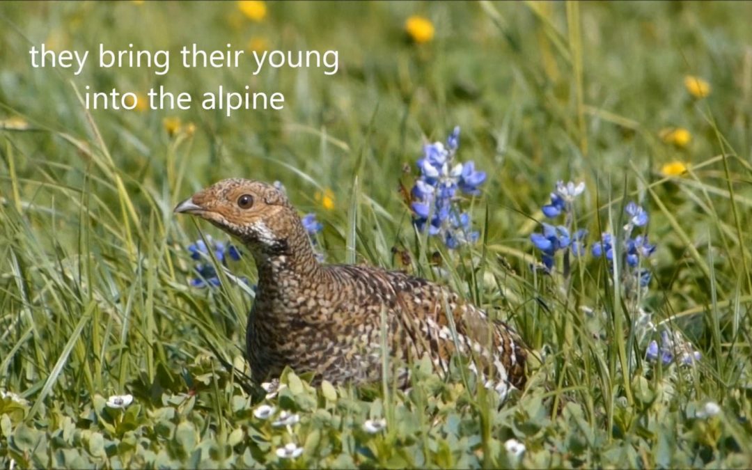 Taking Care of the Kids, Sooty Grouse