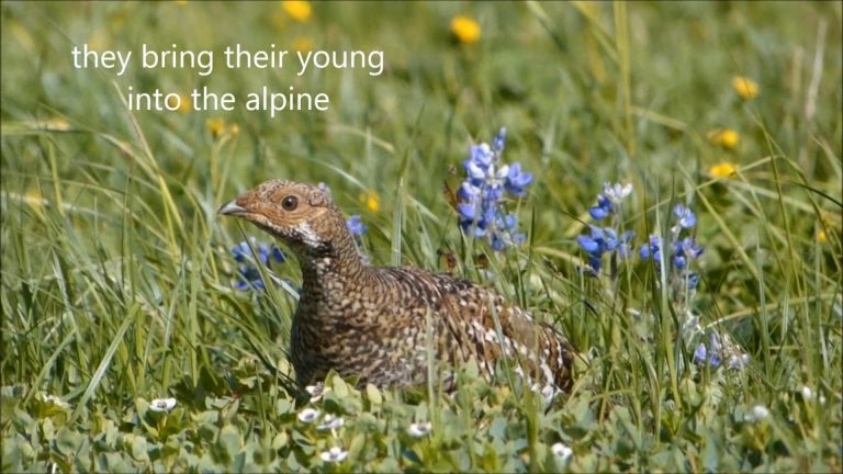 Taking Care of the Kids, Sooty Grouse