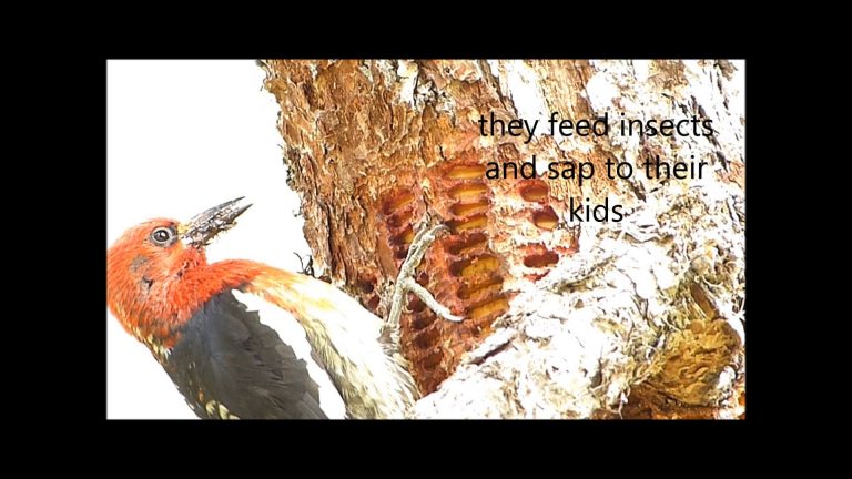 Taking Care of the Kids, Red-breasted Sapsucker