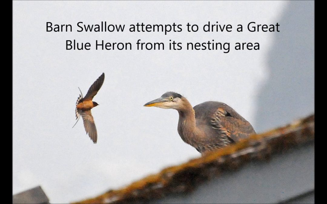 Aggressive Swallows