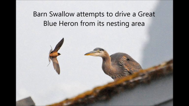 Aggressive Swallows