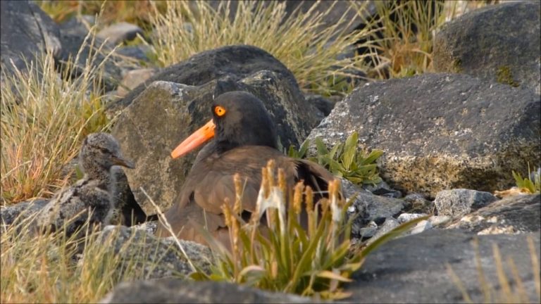Taking Care of the Kids, Black Oystercatcher