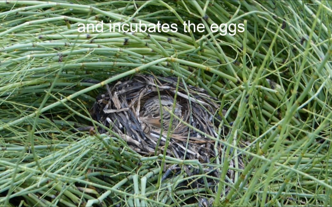 Lincoln’s Sparrow