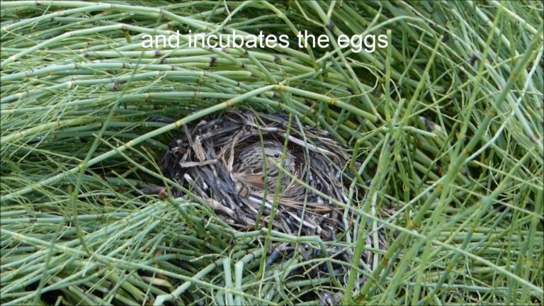 Lincoln’s Sparrow