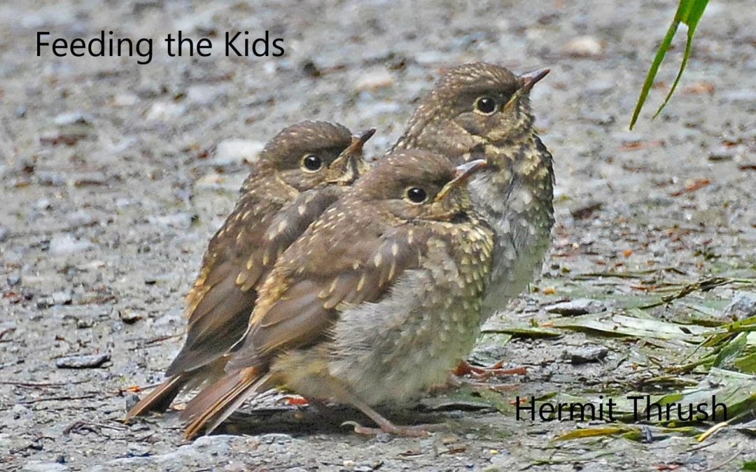 Feeding the Kids, Hermit Thrush