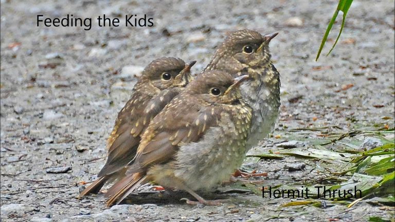Feeding the Kids, Hermit Thrush