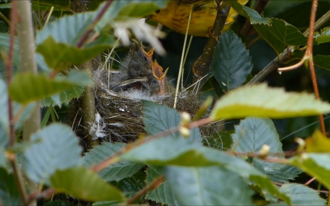 Yellow Warblers Feeding their Chicks