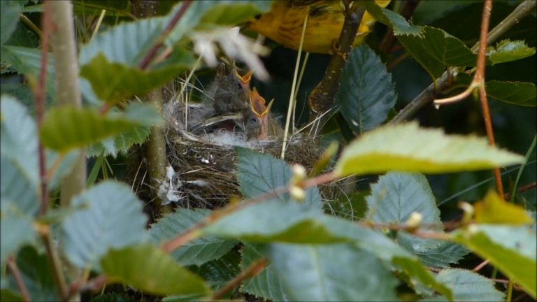 Yellow Warblers Feeding their Chicks