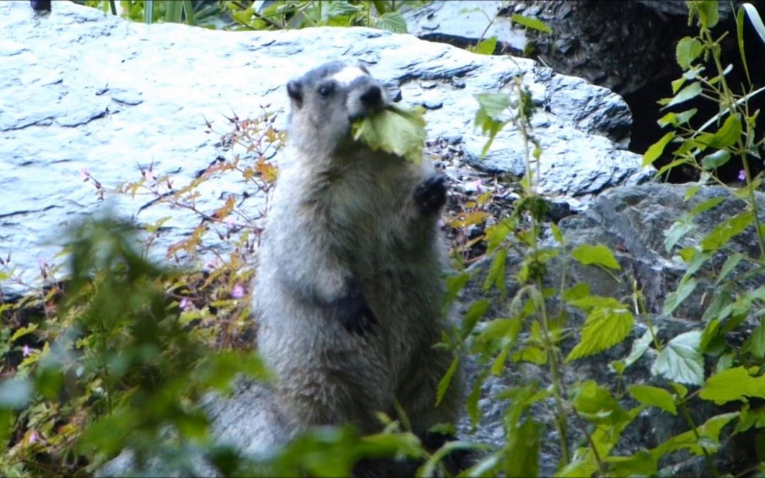 Marmot eating Stinging and Toxic Plants