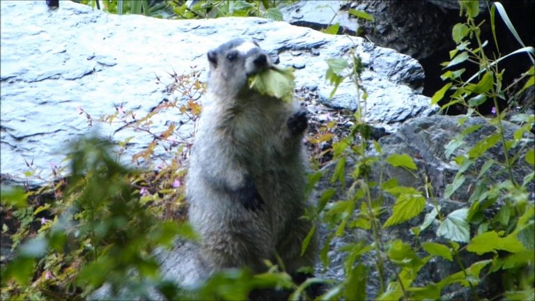 Marmot eating Stinging and Toxic Plants