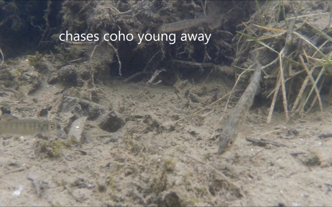 Threespine Stickleback in Alaska