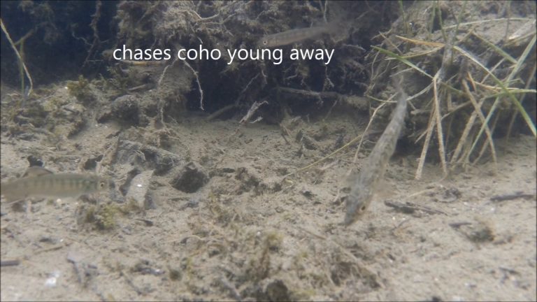 Threespine Stickleback in Alaska