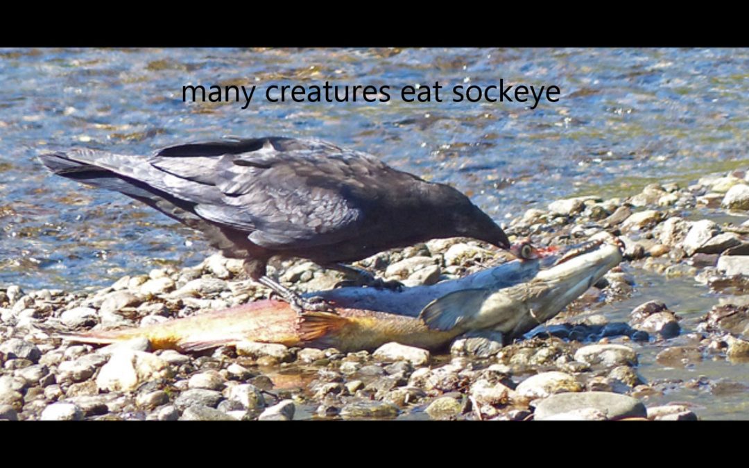 Sockeye Salmon