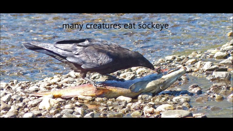 Sockeye Salmon