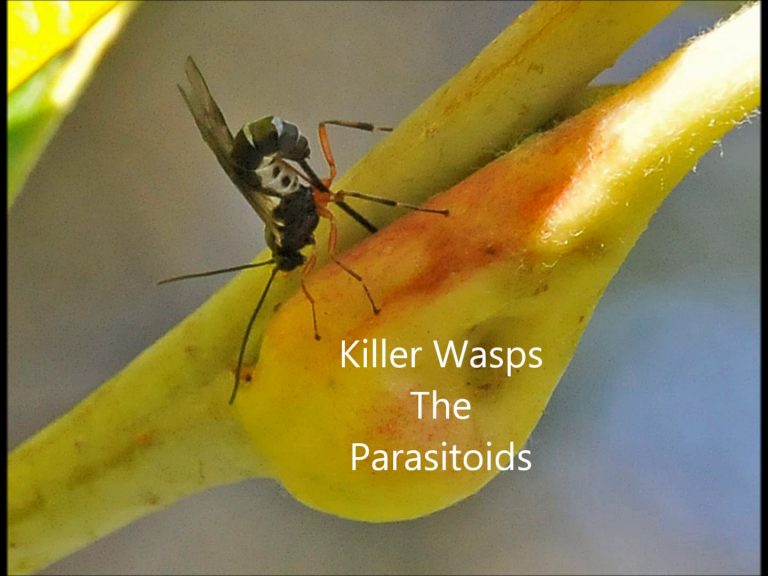 Killer Wasps