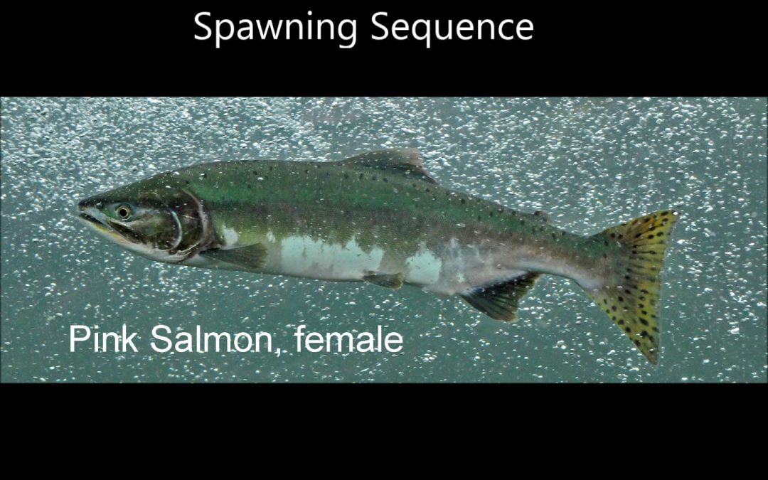 Salmon Spawning Sequence (Pink Salmon)