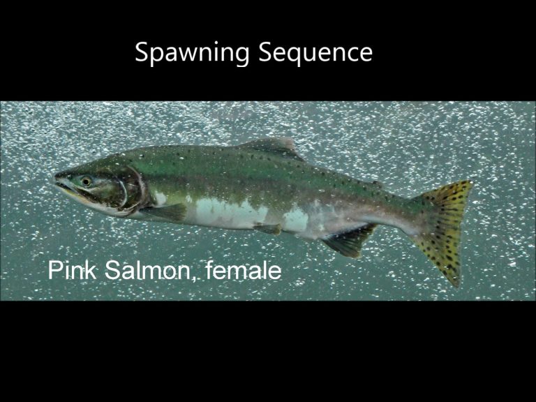 Salmon Spawning Sequence (Pink Salmon)
