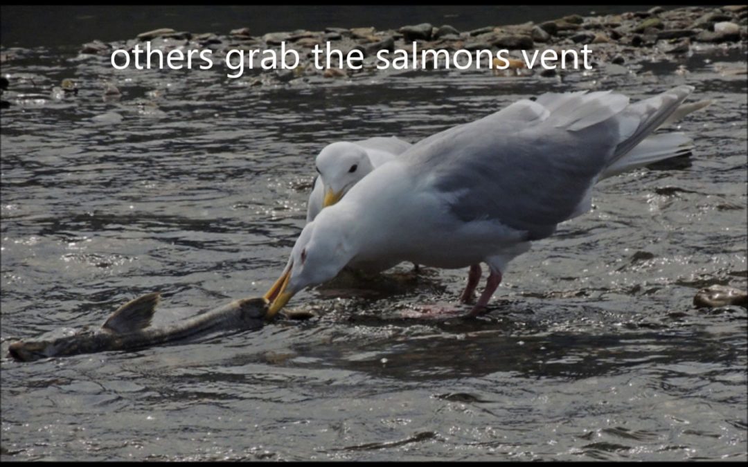 Gulls Really Like Salmon Eggs