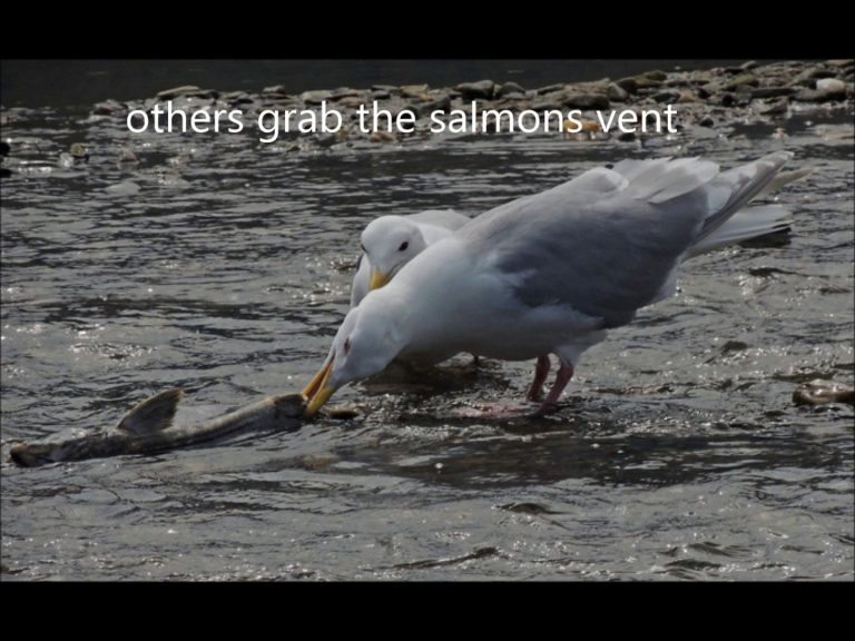 Gulls Really Like Salmon Eggs