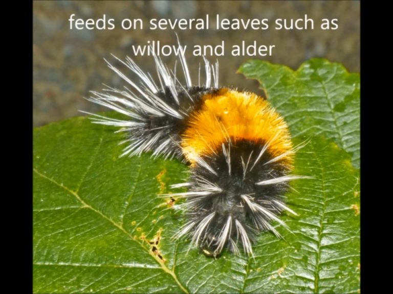 The Spotted Tussock Moth