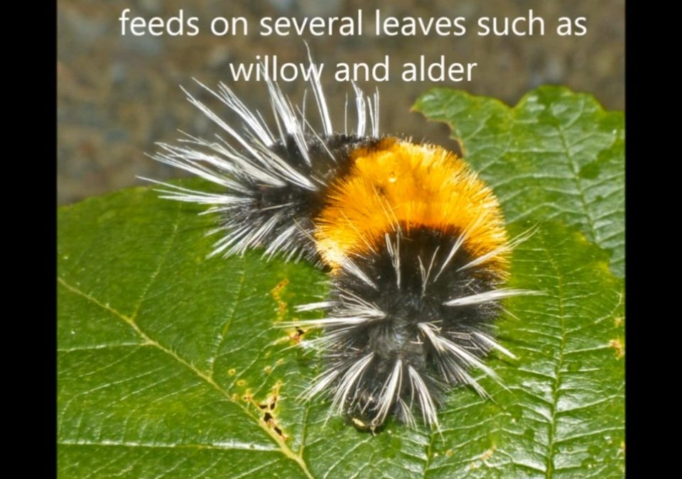 The Spotted Tussock Moth