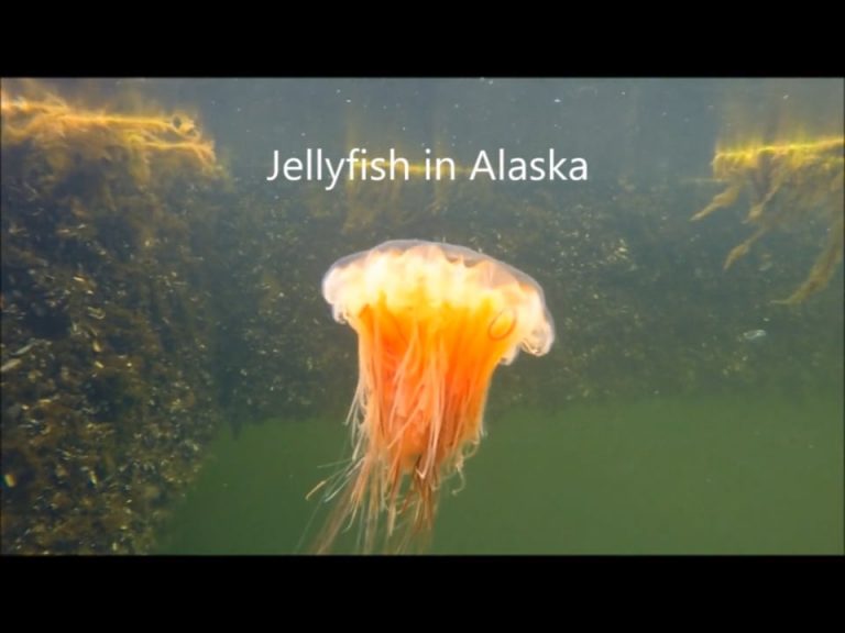 Jellyfish in Alaska