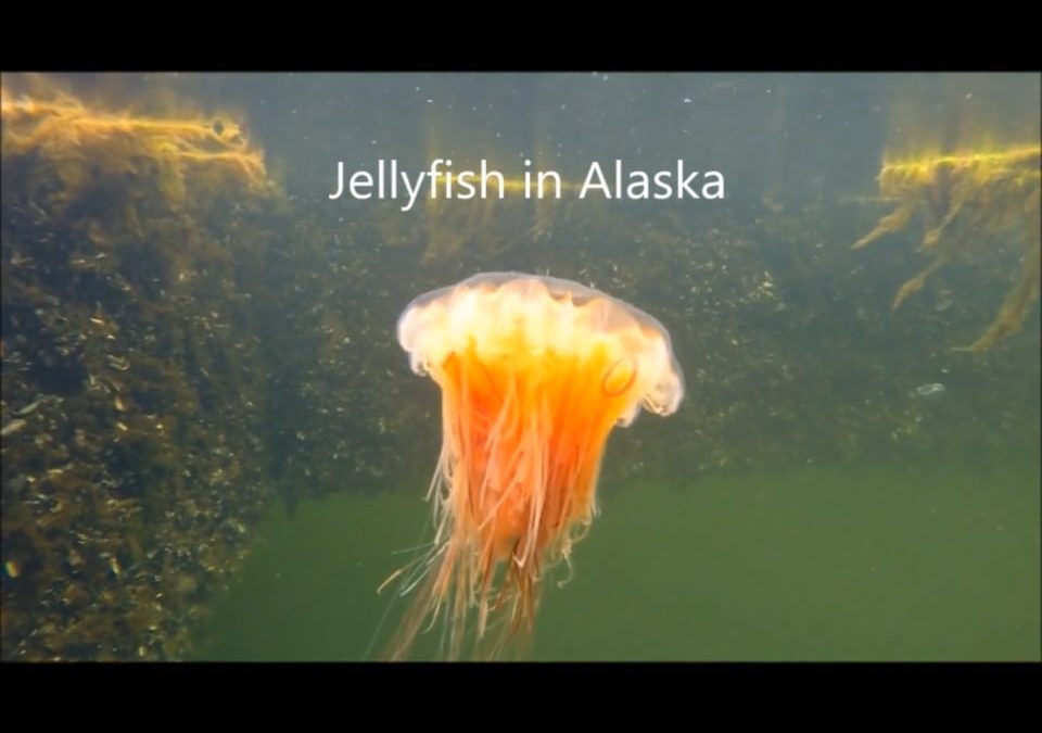 Jellyfish in Alaska