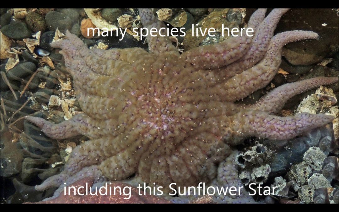 Sea Stars in Alaska