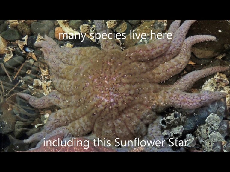 Sea Stars in Alaska