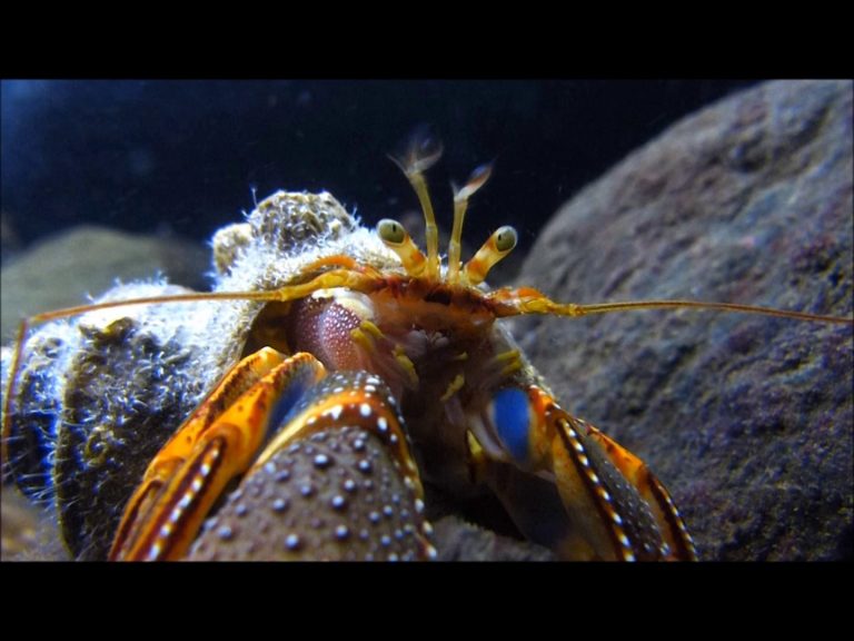 Hermit Crabs