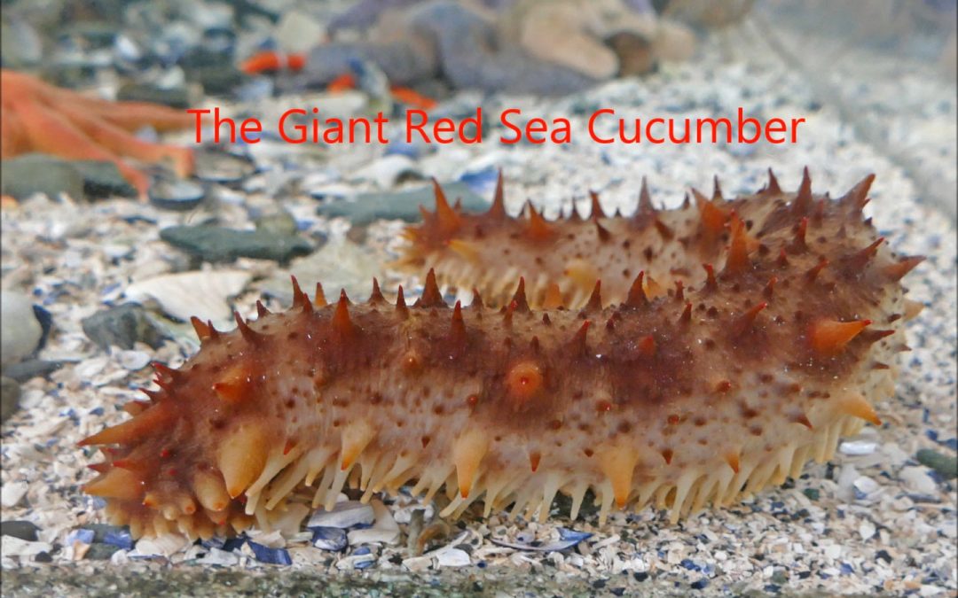 The Giant Red Sea Cucumber