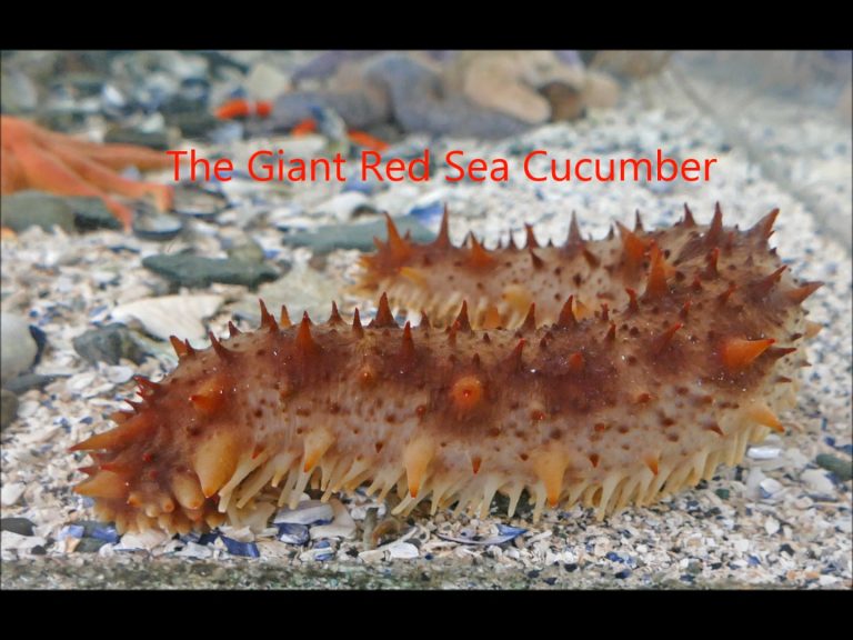 The Giant Red Sea Cucumber