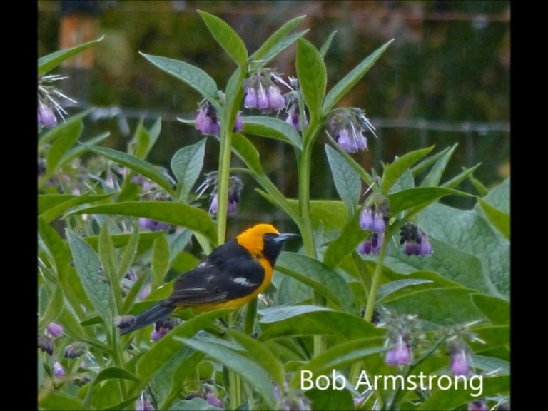 A Hooded Oriole arrives in Alaska