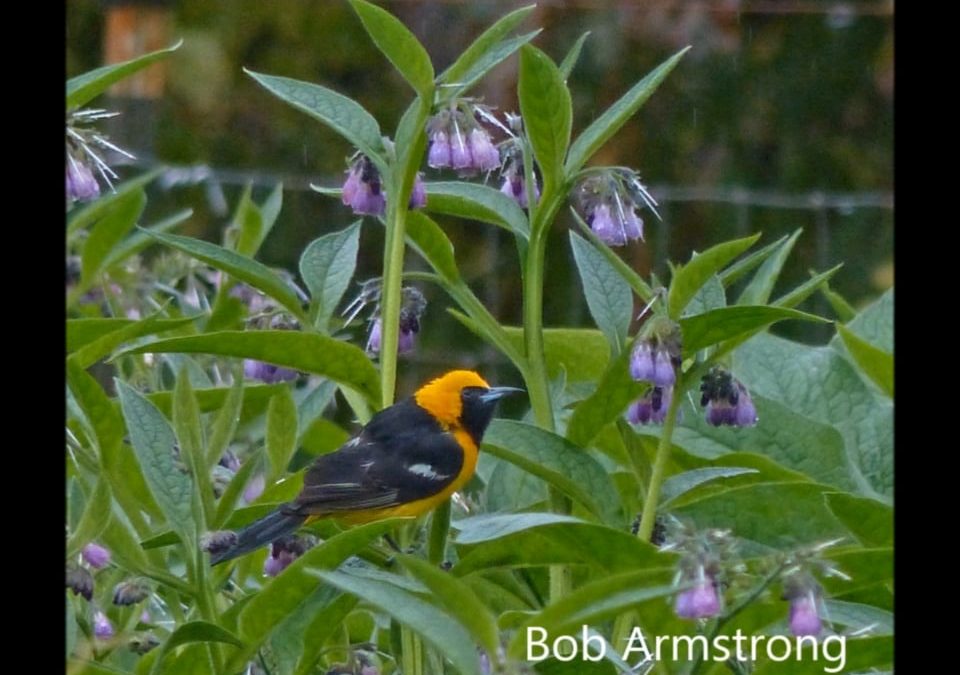 A Hooded Oriole arrives in Alaska