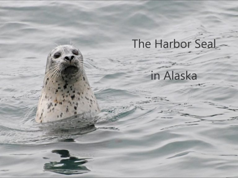 The Harbor Seal in Alaska