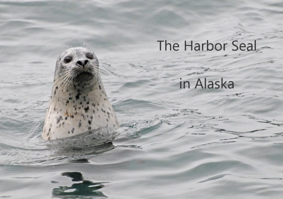 The Harbor Seal in Alaska