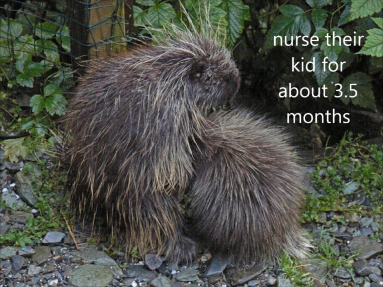Taking Care of the KId, Porcupine