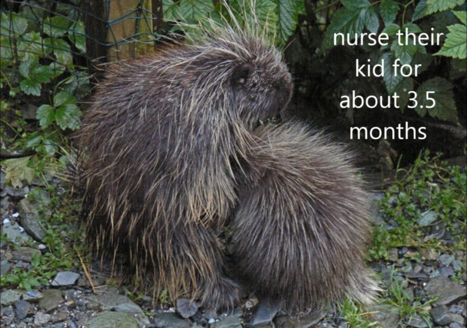 Taking Care of the KId, Porcupine