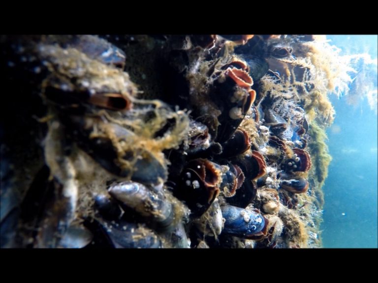 Mussels and Barnacles in Alaska