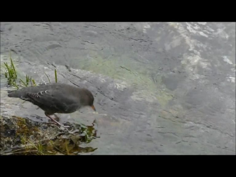 American Dipper Bathing in the Rain